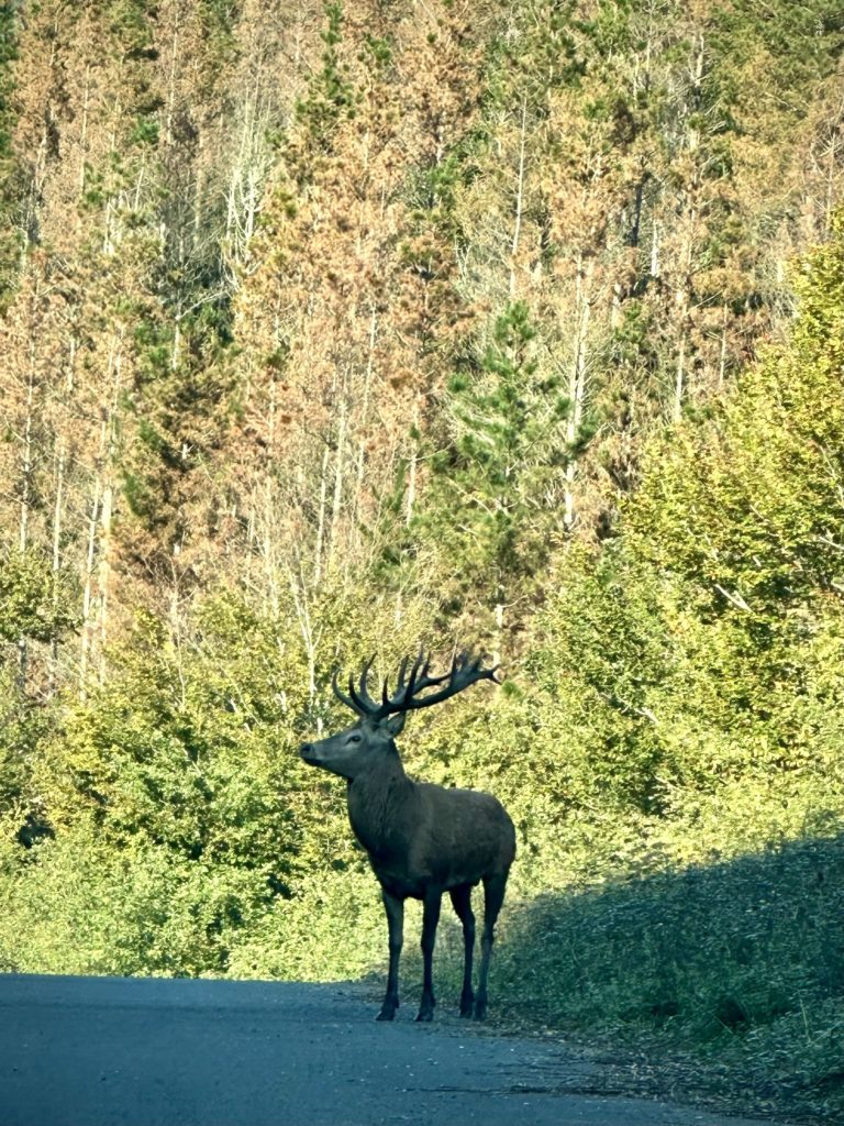Ciervo cruzando el camino en el valle de Atxondo, cerca de Casa Goikomaia.